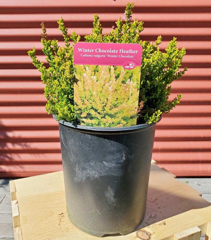 Calluna v. Winter Chocolate #1