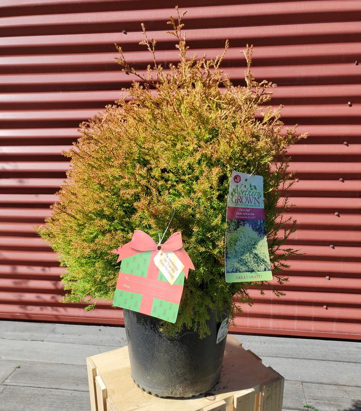 Thuja occidentalis Fire Chief™ #2