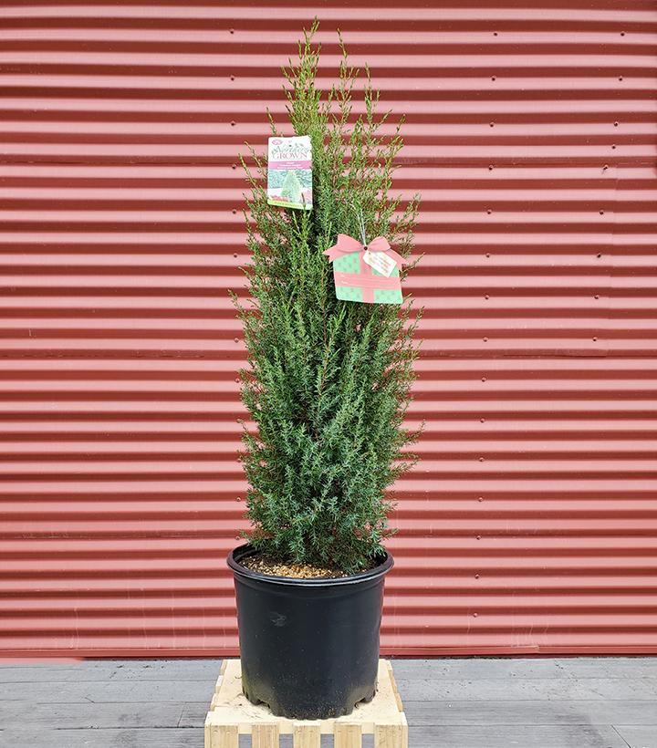 Juniperus communis Gnom #3
