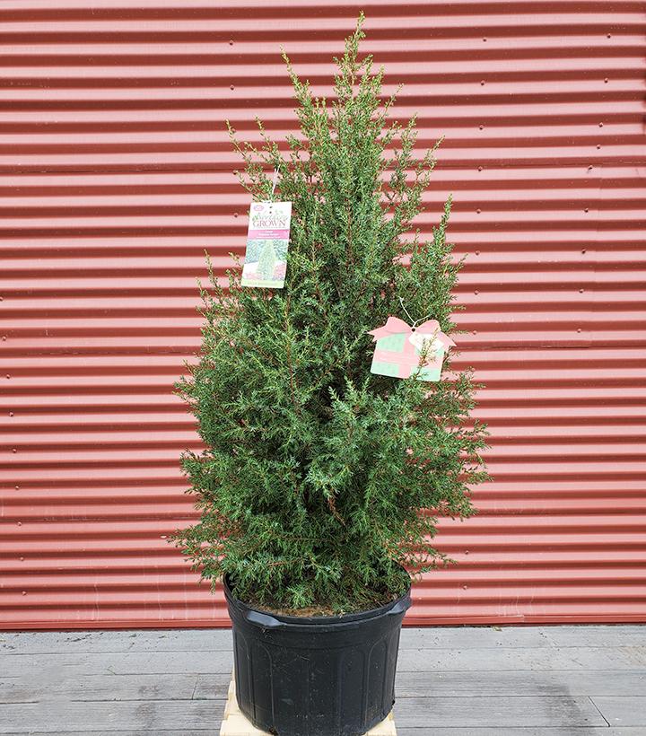 Juniperus communis Gnom #5