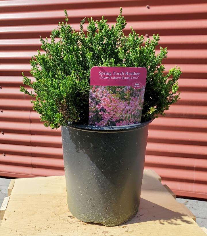 Calluna v. Spring Torch #1