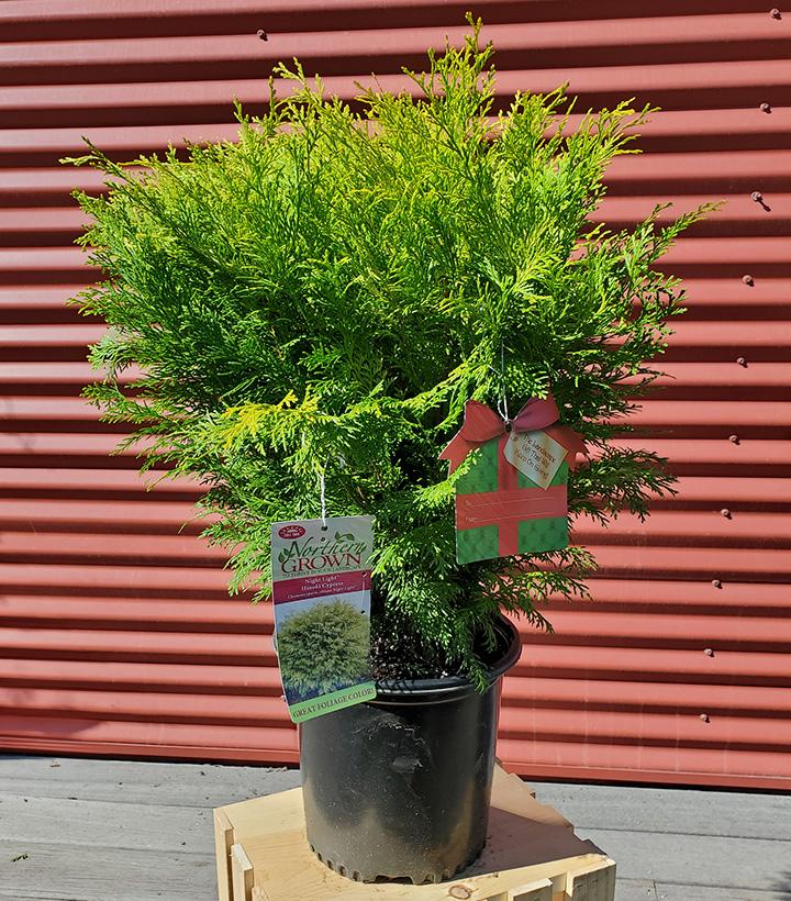 Chamaecyparis obtusa Night Light™ #2