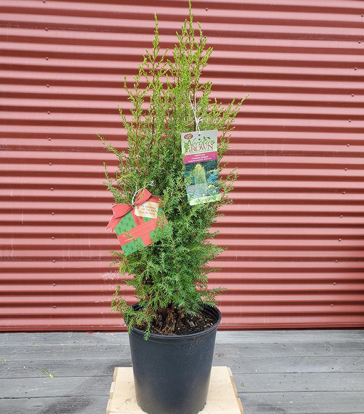 Juniperus communis Gold Cone #2