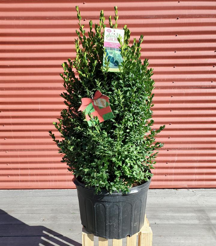 Buxus microphylla var. japonica Green Mountain #5