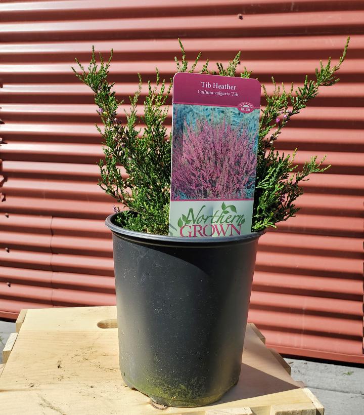 Calluna v. Tib #1