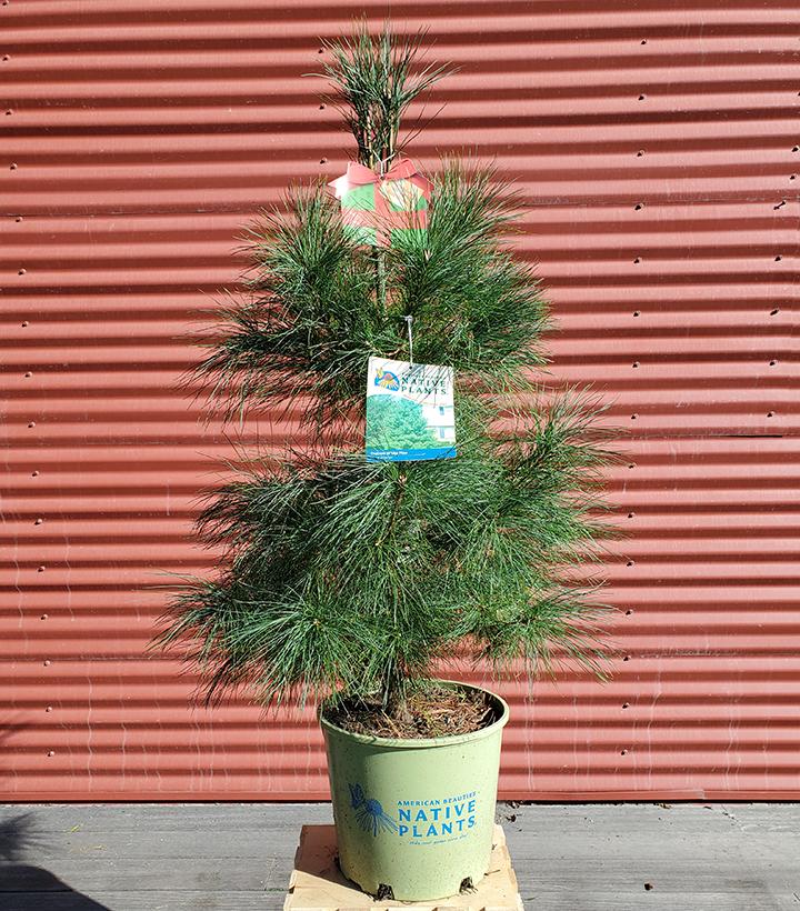 Pinus strobus #3