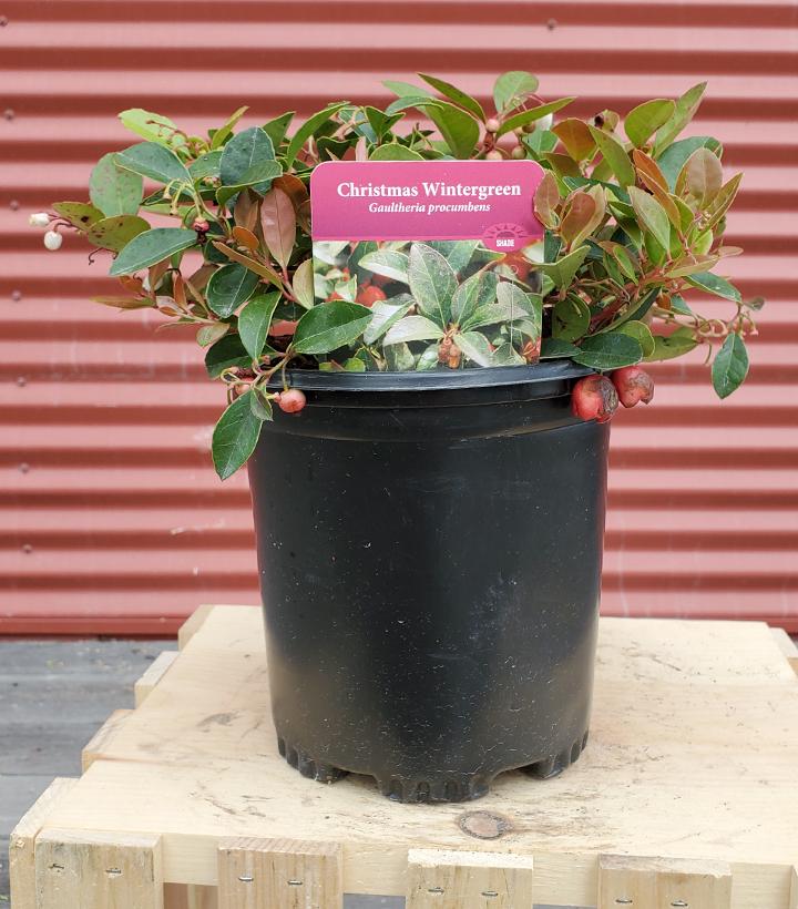 Gaultheria procumbens #1