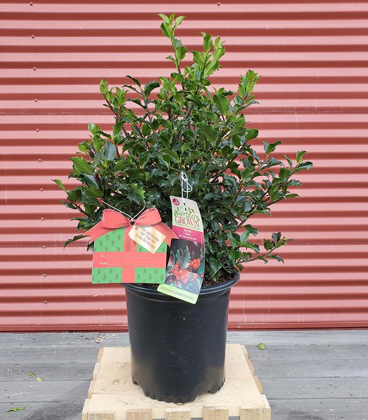 Ilex X meserveae Berryific #2