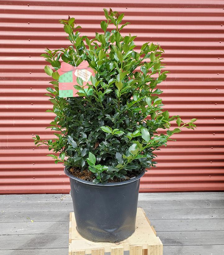 Ilex X meserveae Blue Maid #3