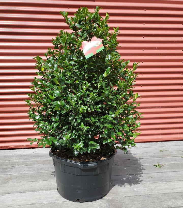Ilex X meserveae Blue Maid #10