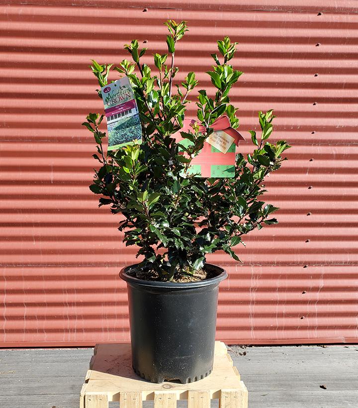 Ilex X meserveae Blue Prince #2