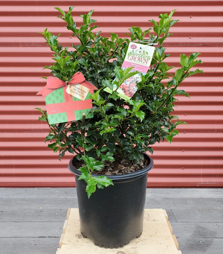 Ilex X meserveae Blue Princess #2