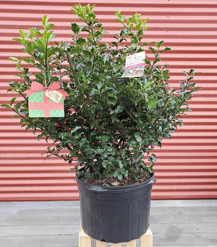 Ilex X meserveae Blue Princess #5