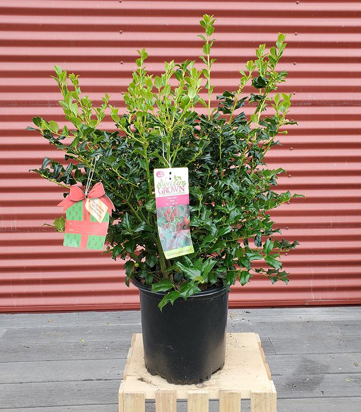 Ilex X meserveae China Girl #2