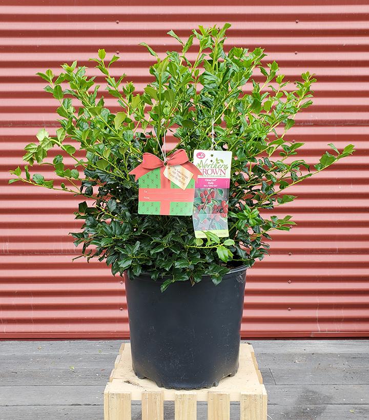 Ilex X meserveae China Girl #3
