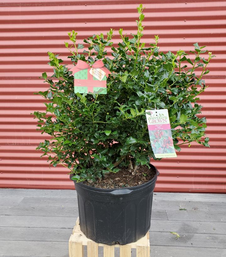 Ilex X meserveae China Girl #5