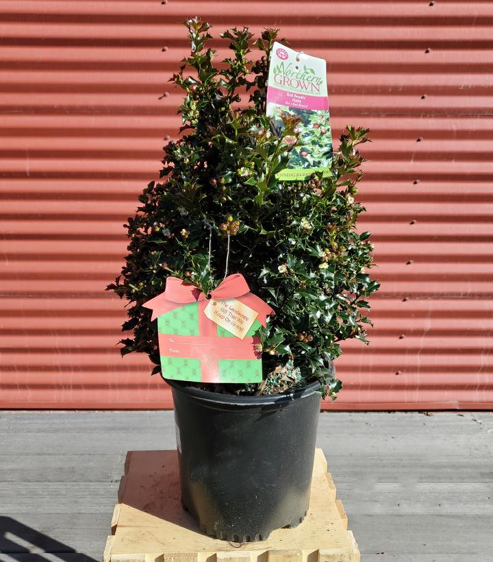 Ilex X Red Beauty™ ('Rutzan') #2