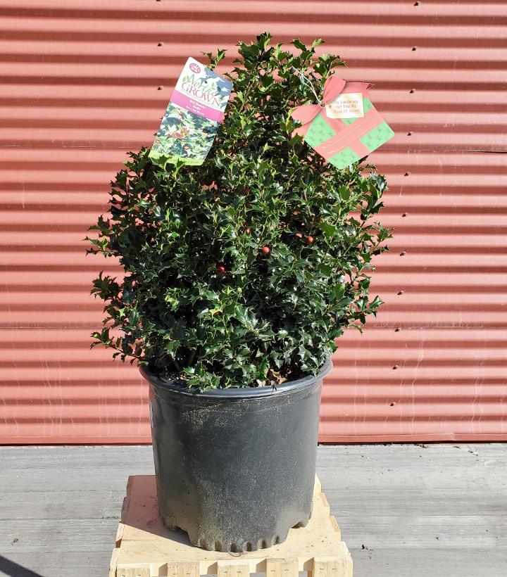 Ilex X Red Beauty™ ('Rutzan') #3