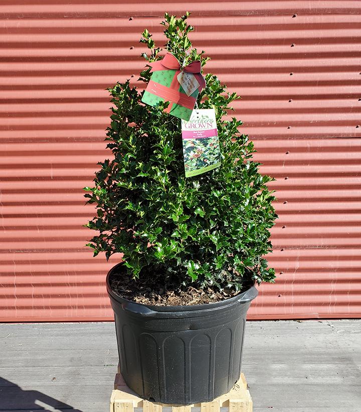 Ilex X Red Beauty™ ('Rutzan') #5