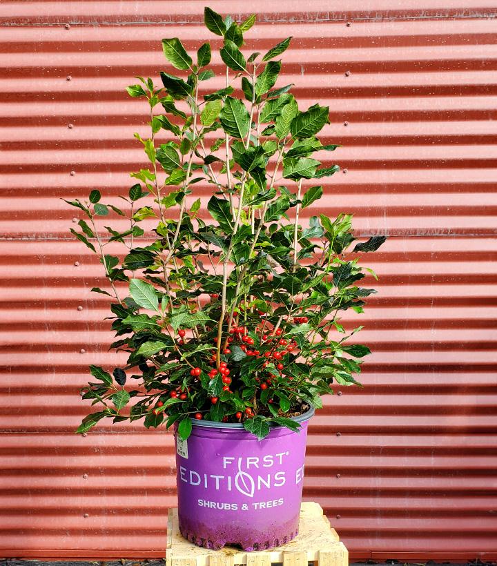 Ilex verticillata Wildfire™ #3