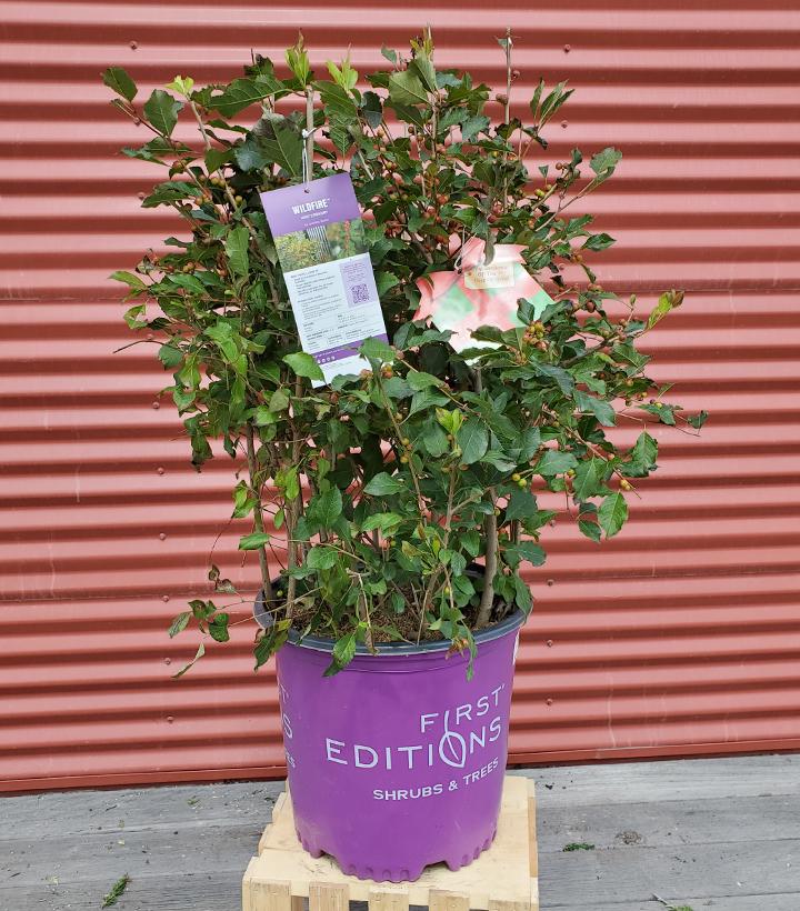 Ilex verticillata Wildfire™ #5