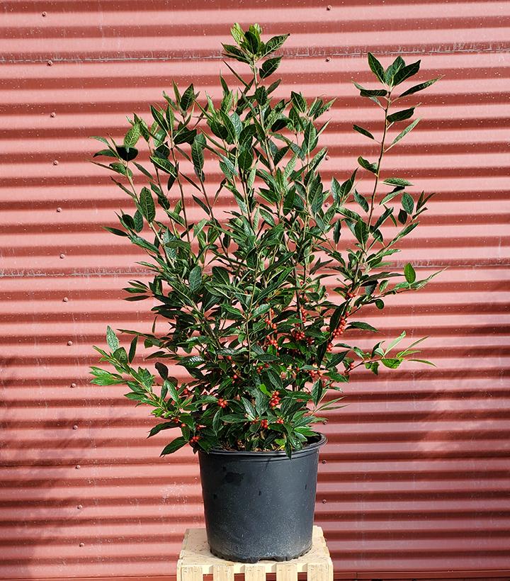 Ilex verticillata Winter Red #3