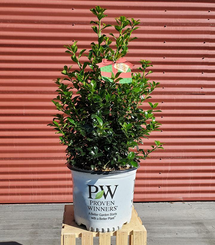 Ilex x meserveae Castle Spire® #3