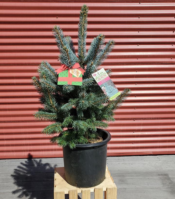Picea pungens Baby Blue #3
