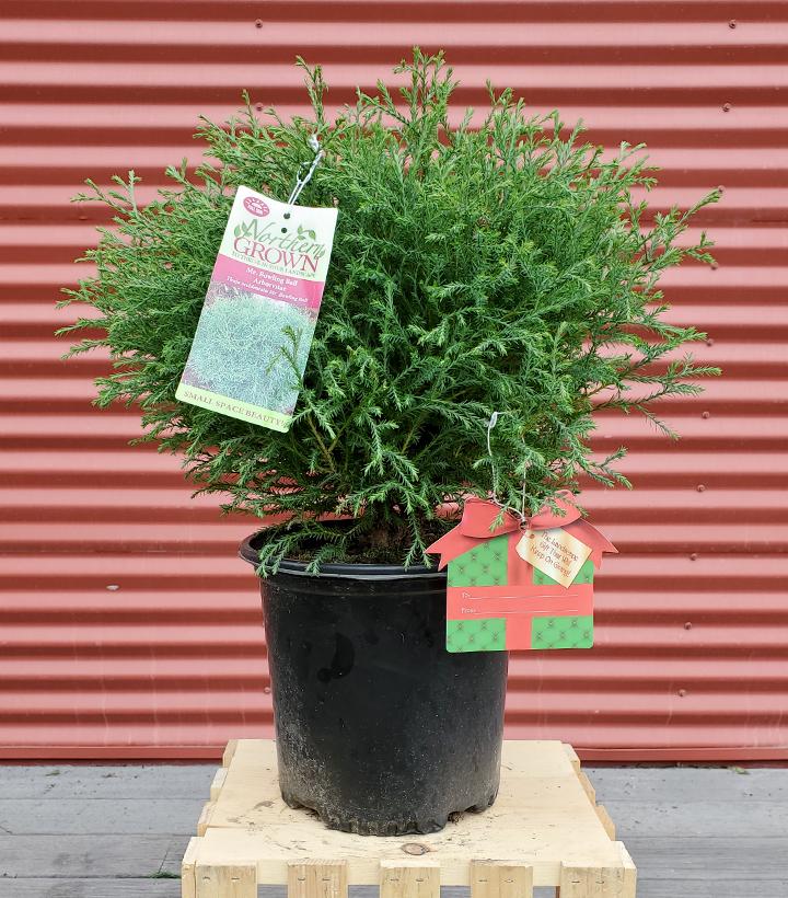 Thuja Mr. Bowling Ball® #2