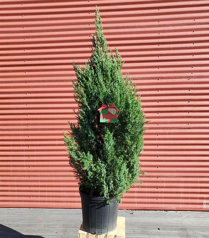 Juniperus chinensis Blue Point #5