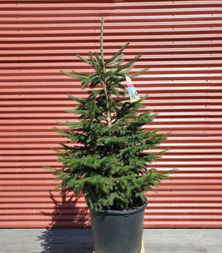 Picea abies #7