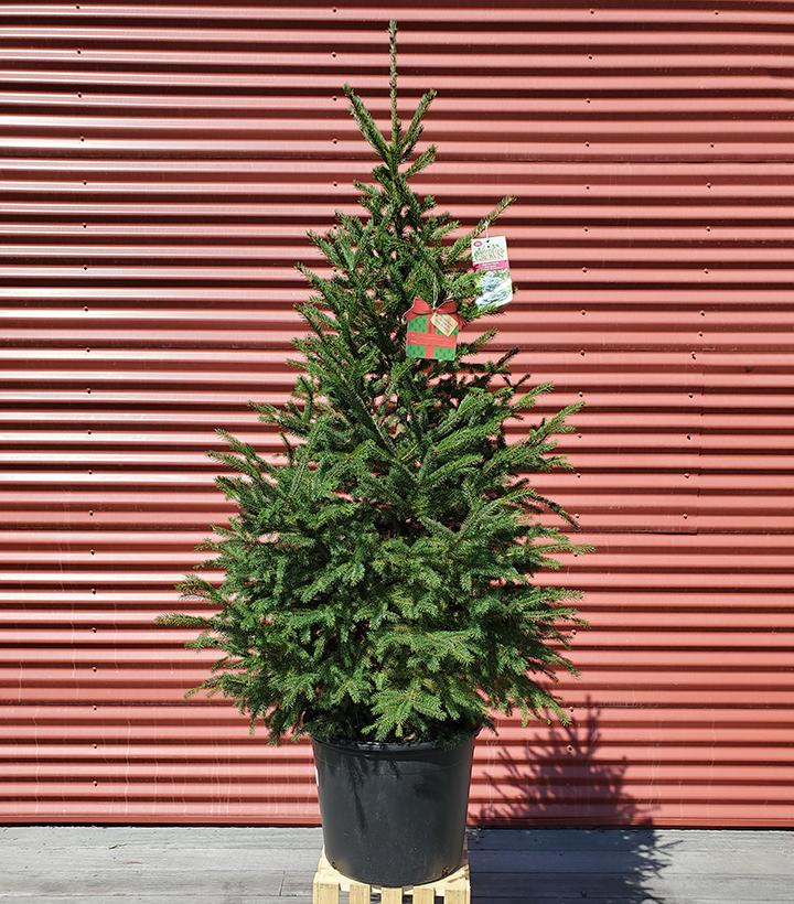 Picea glauca Montrose Charm #7