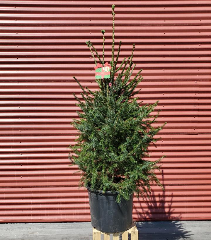 Picea omorika #7