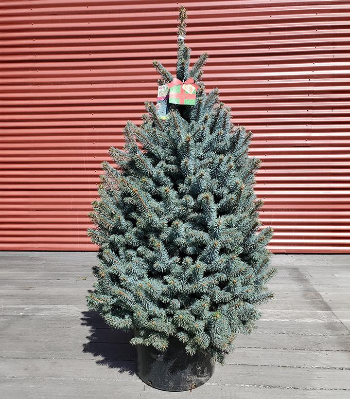 Picea pungens Baby Blue #10