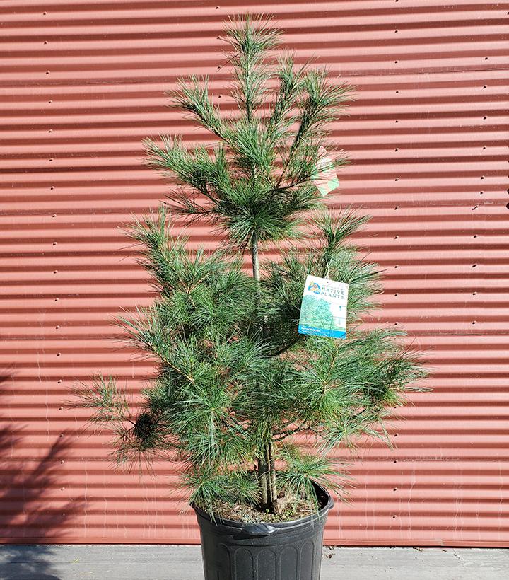 Pinus strobus #7