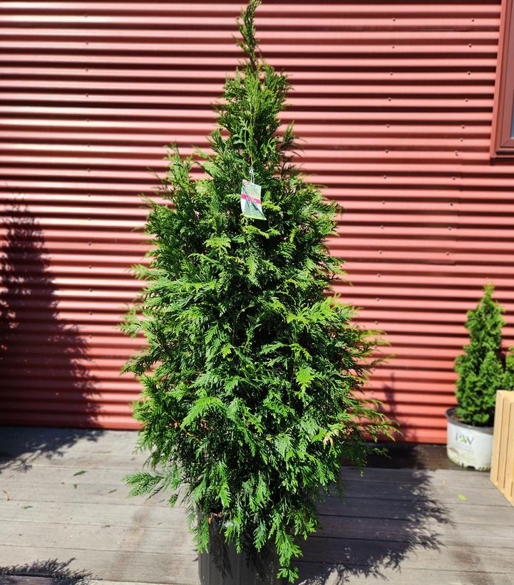 Thuja X Green Giant #7