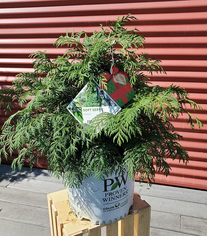 Chamaecyparis pisifera Soft Serve® #3