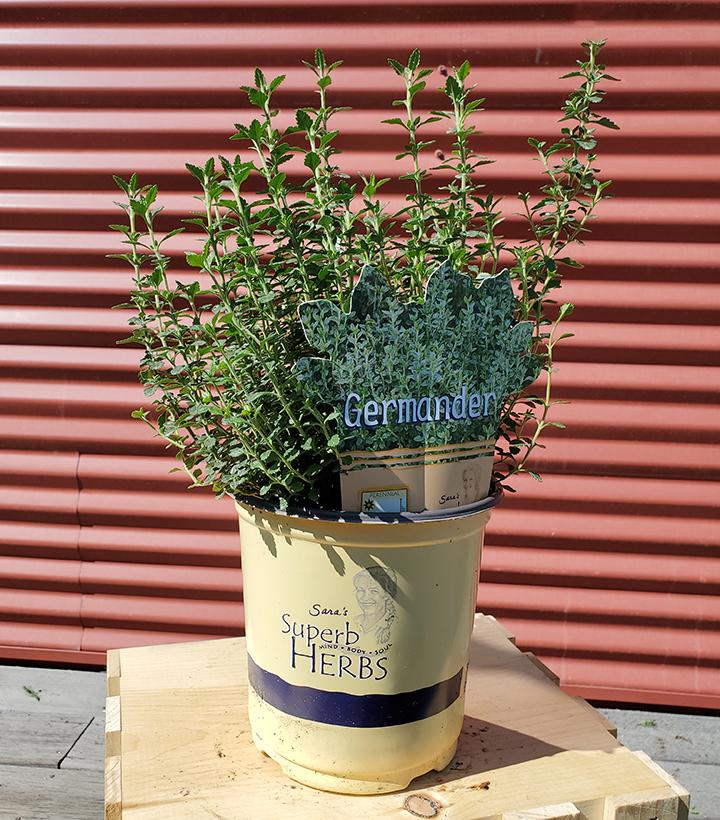 Teucrium chamaedrys - Germander #1