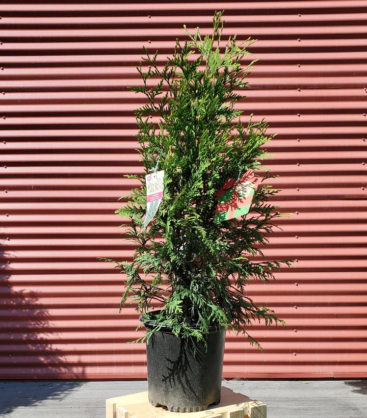 Thuja X Green Giant #2