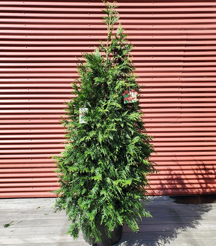 Thuja X Green Giant #10