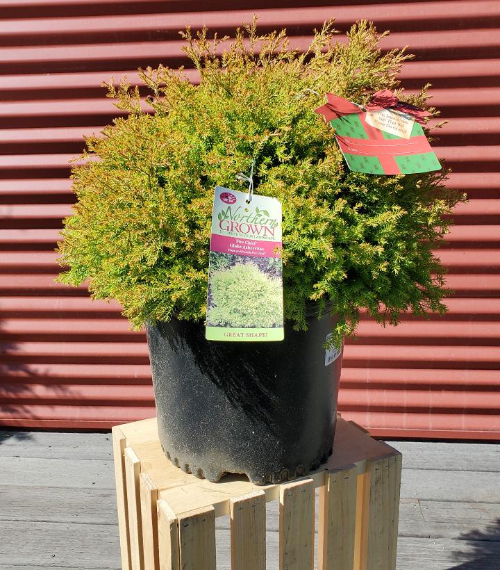Thuja occidentalis Fire Chief™ #3