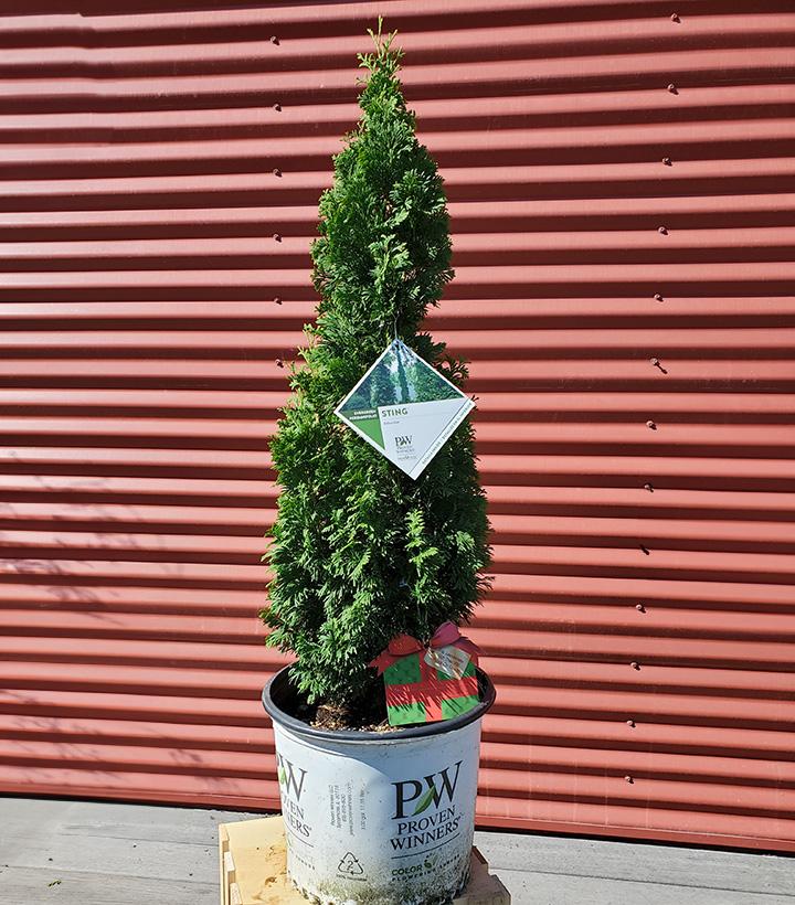 Thuja occidentalis Sting™ #3