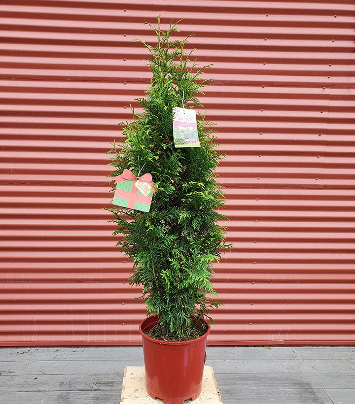Thuja x plicata Junior Giant #2