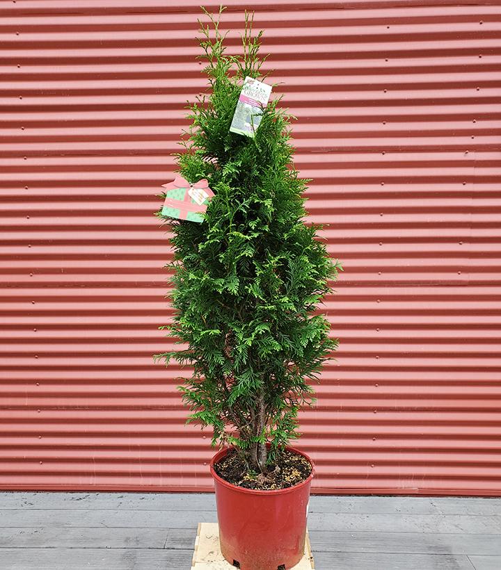 Thuja x plicata Junior Giant #3