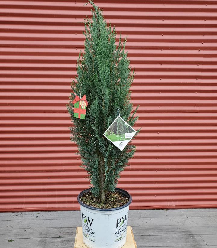 Chamaecyparis lawsoniana Pinpoint® Blue #3
