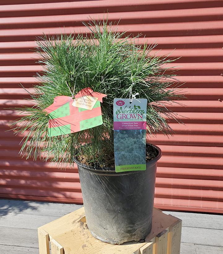 Pinus strobus Connecticut Slate #2