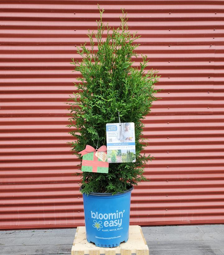 Thuja occidentalis Private Jet™ #2