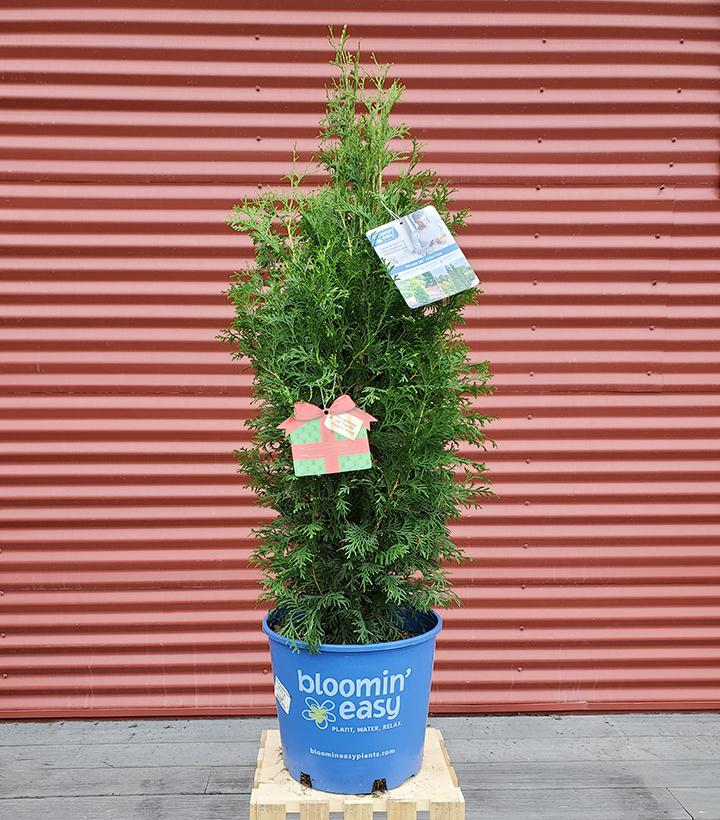 Thuja occidentalis Private Jet™ #3