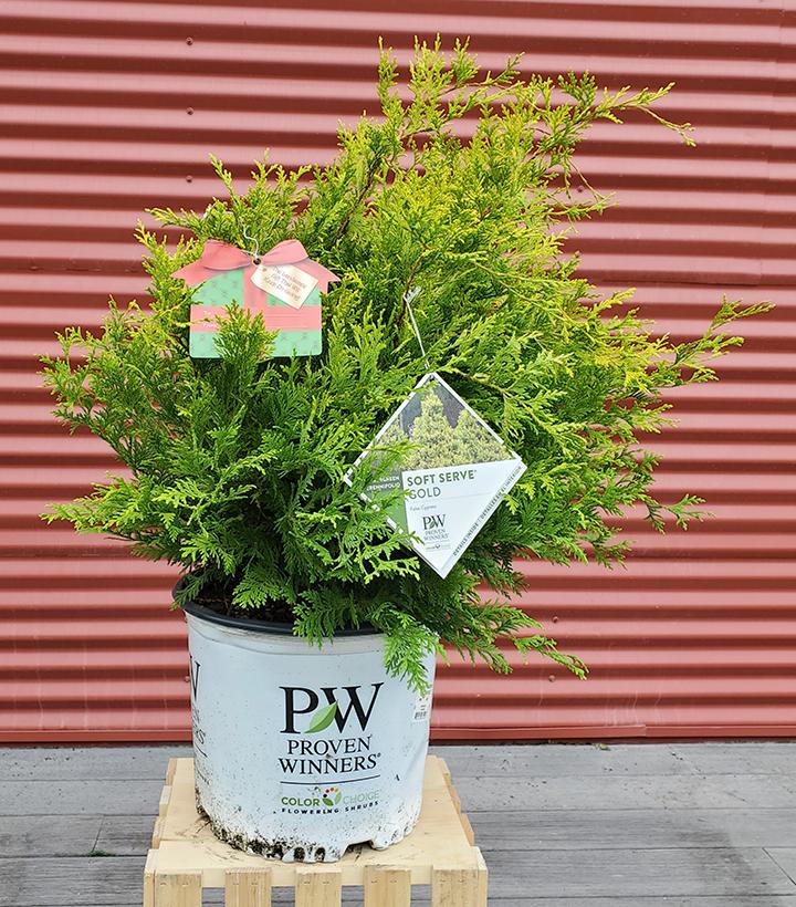 Chamaecyparis pisifera Soft Serve® Gold #3