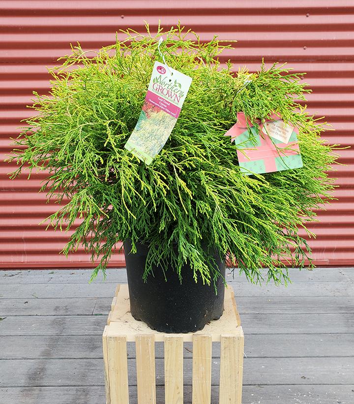 Chamaecyparis pisifera Filifera Aurea #3